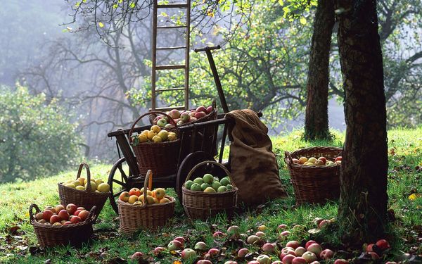 Как ухаживать за деревьями на садовом участке frukty Как ухаживать за деревьями на садовом участке