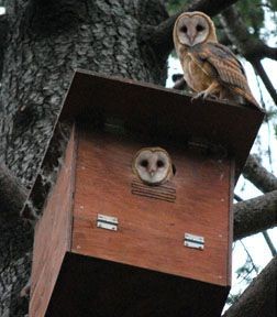 birdhouse-07.jpg birdhouse 07 Птичье жилье на вашем участке
